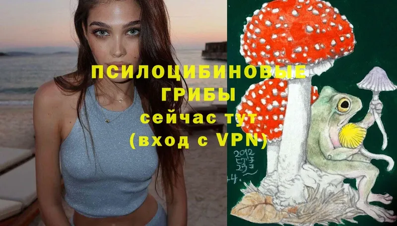 наркотики  Лесосибирск  Галлюциногенные грибы Psilocybe 